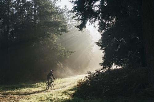 A man on a bike riding towards sunlight in a forest