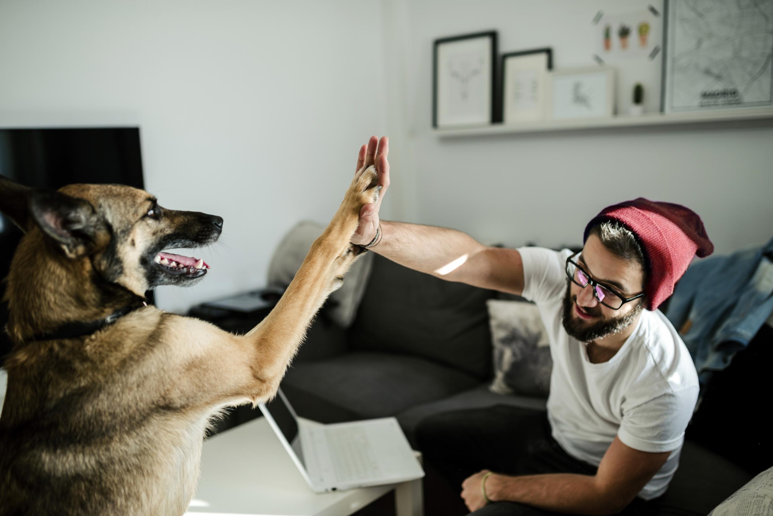 Young man and dog high five, Ferrol, Galicia, Spain.